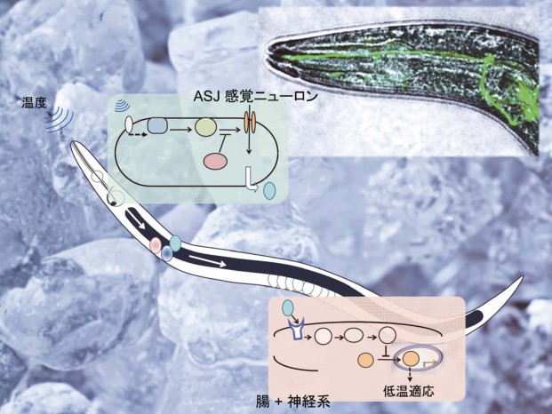 線虫 C. elegans の低温適応の分子機構